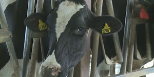 Dairy cows tested for avian flu ahead of WI fairs