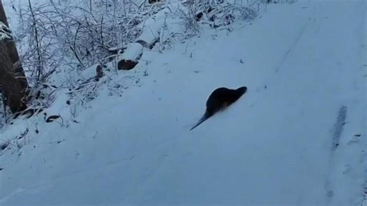 Escaped otter is home safe but zoo says her pal is still on the loose