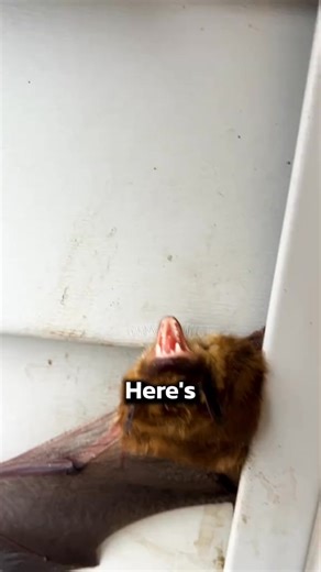 Is it Legal to Remove Bats🦇 #fyp #law #homeowners #pestcontrol #bats | Turf Badger