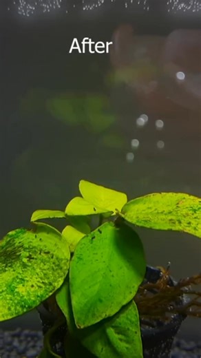 🌿🐟 Otocinclus – The ultimate little algae-eating crew! These peaceful, hardworking catfish are perfect for planted tanks. Gentle on plants, great in groups, and always busy cleaning — a must-have for any freshwater aquascape! #Otocinclus #AlgaeEater #AquariumCleanupCrew #PlantedTank #TropicalFish #FreshwaterFish #NanoFish #PeacefulFish #CommunityTank #AquariumLife #Fishkeeping | Vivarium Manila