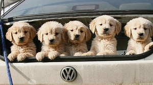 Pets and Car Safety: How to Choose the Right Restraints