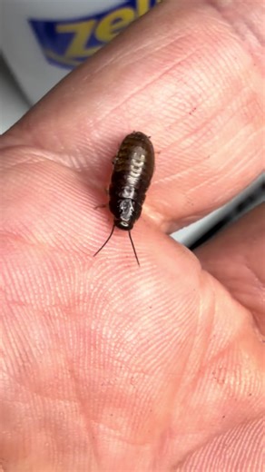 From nymph to adult Elliptorhiba javanica- Halloween Hisser The nymphs start off as all black. They will develop the striking yellow and black strips over the course of 6-7 molts. It can take up to 10 months for Halloween Hissers to reach sexual maturity. Adults can live 3-5 years in captivity with proper care. #roaches #67trend #isopodyssey #nymphtoadult #Halloween