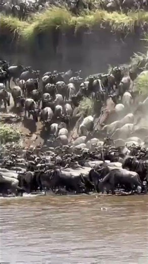 🌍 The Great Wildebeest Migration: Where & When to See It