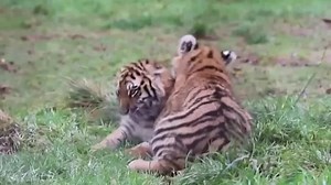 Endangered tiger cubs frolic at Scottish zoo