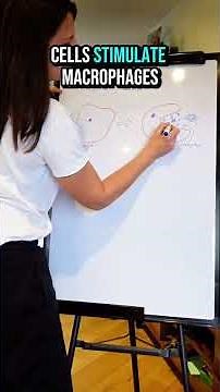 Why Helper T Cells Are Essential (Cellular Response)