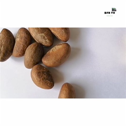 Comment faire germer le petit cola ? #Germination #Petit #Cola | Agriculteurs Modernes