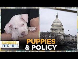 ASCPA hosting 'Paws For Luck' adoption event, raising awareness for shelters and animals | Sunrise