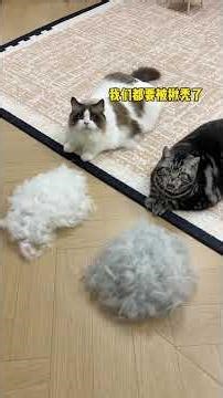 变废为宝！用猫毛打造新年战袍，时尚又环保