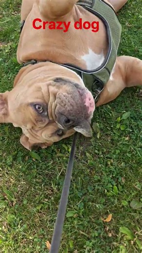 Melvin the old English bulldog.having a blast... #bulldog #dogs #subscribe