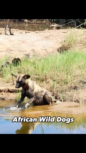 Watch & Listen as an African Wild Dog gets into the River Water… With less than 400 African Wild Dogs in Kruger National Park, when sighted, one is truely amazed to be graced by their presence. The pack was relaxing and cooling off on an extremely hot day in the water ,below the low level bridge. This was my 2nd sighting of Wild Dogs on a consecutive day and I was totally lucky/fortunate to have experienced the Dogs as there can be many trips without Wild Dogs being sighted. #africanwilddog #wil