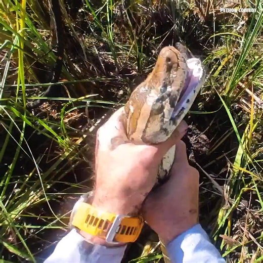 We got a big breeder python out of the Everglades, and that is exactly the kind of snake we are out here looking for.