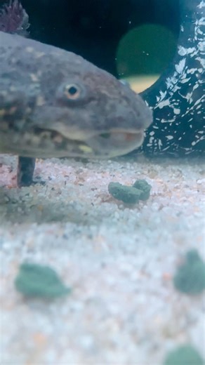 Our axolotls absolutely improve our new enzyme line!😋 #ordernow