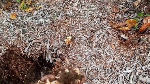 Pulling and Harvesting my First Sunchokes