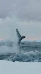 #cryptidhunters #powersuit #megalodon