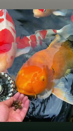 5.6K views · 116 reactions | Fish feeding | Hong Kong Bonsai Pots | Facebook