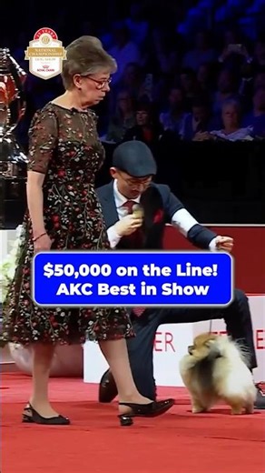 $50,000 on the Line at the AKC National Championship