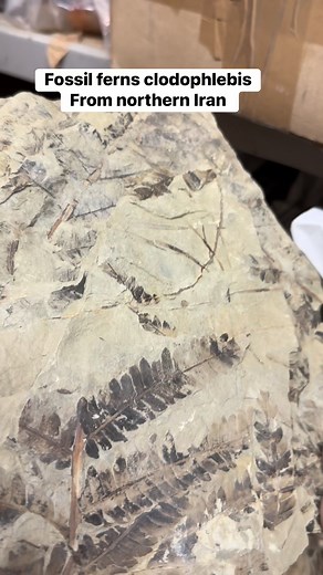 Just found a box of Jurassic fossil ferns in the workshop From Iran | Charmouth Fossils