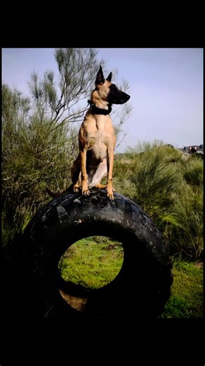 Videos de Dana, tormenta tropical (@danatormenta) con “sonido original - Dana, tormenta tropical”