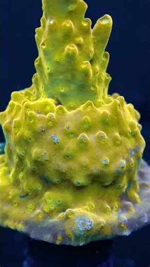 Acropora Rosaria AK Golden Jawdropper Frag#1 WYSIWYG
