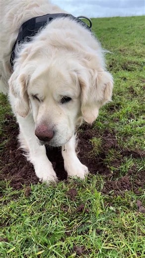 This is my dog Monty, fully committed to his latest digging project. Any dog owners recognise this level of determination? No idea what he has found.... Perhaps he is looking for Labour's next u-turn.