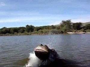 Surprize Hippo attack! ...don't talk about hippos behind their backs!