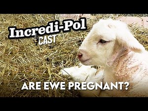 Incredi-Pol Cast - Episode 7: Are Ewe Pregnant?