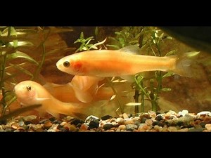 Rosy Red Minnows with Goldfish