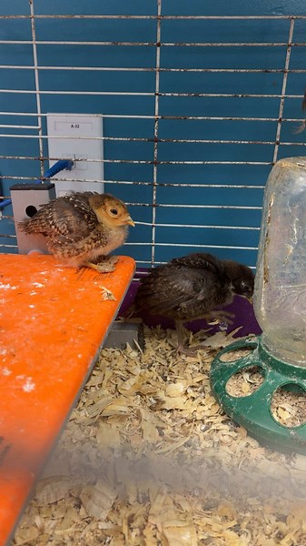 They’re actually red golden pheasant chicks! #veterinarian #foryoupage #prevet #chicken #vetmed