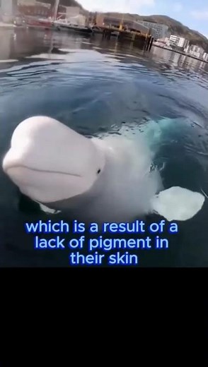 Why Belugas Are the Strangest Whales on Earth 😲