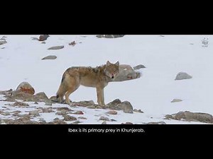 Forgotten Wolves of the North #WildlifeDiariesofPakistan