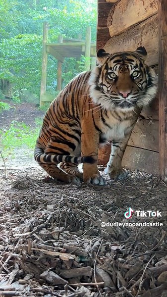 Explore the Majestic Sumatran Tiger at Dudley Zoo