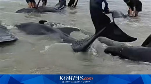 Lebih dari 50 Paus Pilot Terdampar di Rote Ndao NTT, 6 Ekor Ditemukan Mati