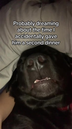 Adorable Dog Dreaming of Dinner