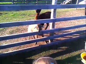 The Scary Screaming Llama