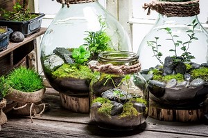 Your One-Stop Terrarium Guide: All You Need to Know