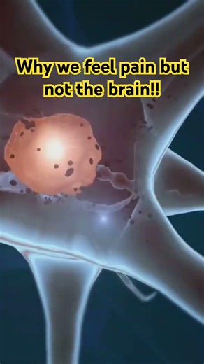 The Brain Secrets Scientists Just Discovered!!! #sciencechannel