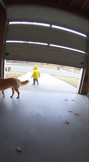 Hero Dog Blocks Garage Door to Save Child — Caught on Security Camera 🐶