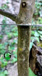 1.6M views · 4.4K reactions | Grafting persimmon tree grafting palnts spring season #nature #satisfying #asmr #shortsfeed | Easy Grafting Techniques | Facebook