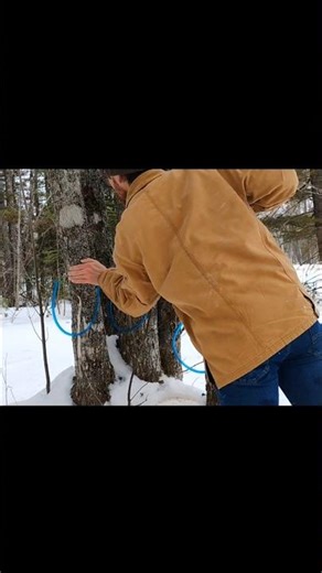 Making your own maple syrup is a long, but rewarding process! #canadian #maples #selfsufficiency