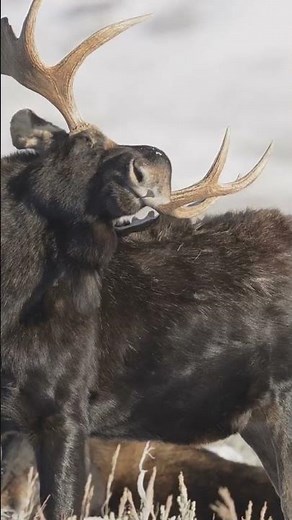 Moose Speak?! Alaska’s Wild Code