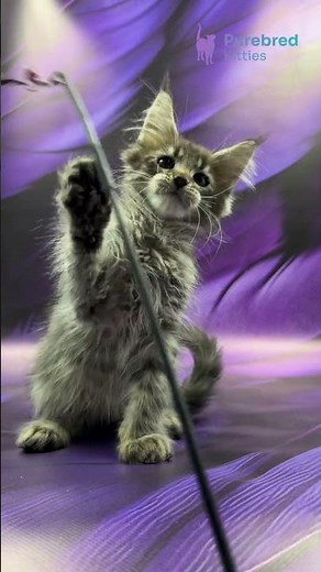 Meet Mers: The Black Blotched Tabby Maine Coon Kitten A Calm Soul with a Loyal Heart 🖤✨ #MaineCoon