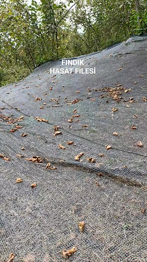 75K views · 265 reactions | Eğimli Bahçeye FİLE Çektik RAHAT Ettik... #fındık #hasat #fındıkhasatı #hasatfilesi #gölgefilesi #file #fındıktoplamafilesi | Çiftçi Günlükleri Mehmetaliyalçın | Facebook