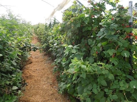 Growing raspberries in high tunnels