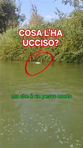 Ho trovato un ENORME siluro morto nel fiume... cosa gli è successo? 😳