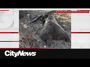 Fish and Wildlife officers near Claresholm investigating Grizzly Bear death