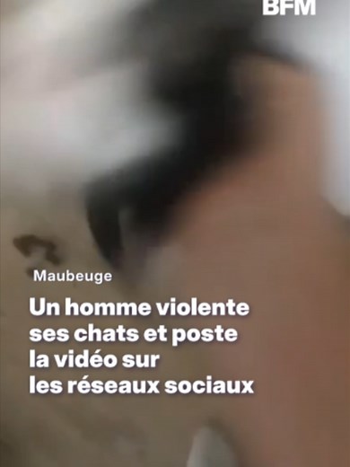 Les images sont difficilement soutenables. On y voit un homme frapper et tordre le cou de ses chats. Des sévices qu’il diffuse ensuite sur les réseaux sociaux. L’alerte est rapidement donnée grâce à Marc, du refuge Édile Lacroix, qui tombe sur cette vidéo et prévient immédiatement la police municipale. #chats #sévices #refuge