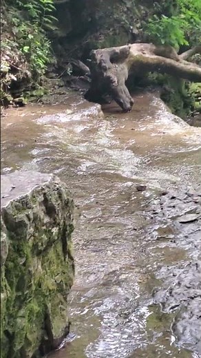 Cliff Cave Park - St Louis