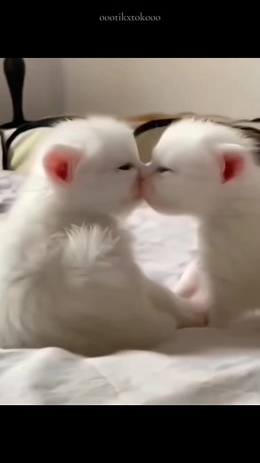 Adorable Cat Love Compilation | Cute & Loveable Feline Moments