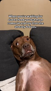 No second dinner for opie #bullybreedmix #bullymix #bullybreed #pitbullsofficial #pitbullsarelove #pitbullsofig #pitbullsinstagram #pitbulls_tube | Just Opie Things