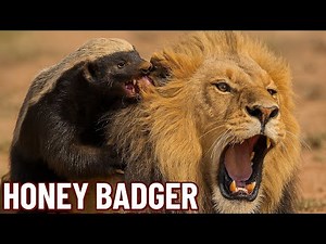 "Unbelievable Fight: Honey Badger vs Lion in the Wild!" | Honey Badger Vs Lion in 2025